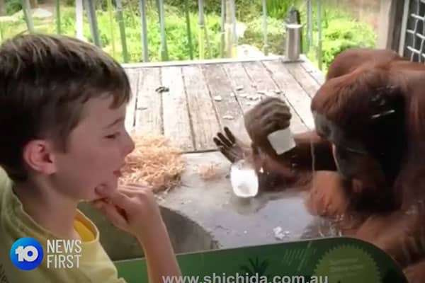 Shichida student featured saving Orangutan's on 10 news first
