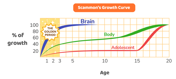 A graph showing brain development according to age