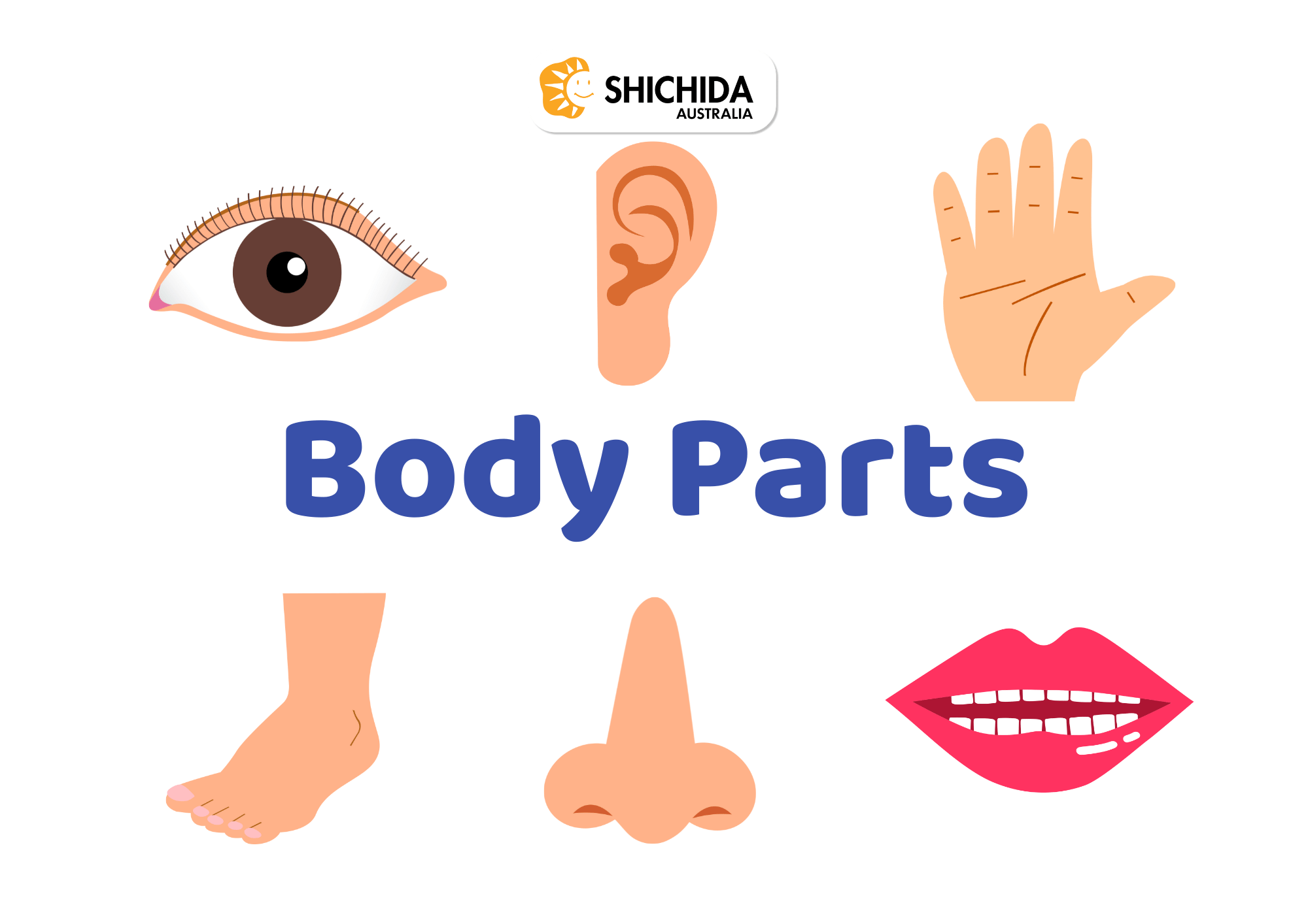 Flashcards Body Parts